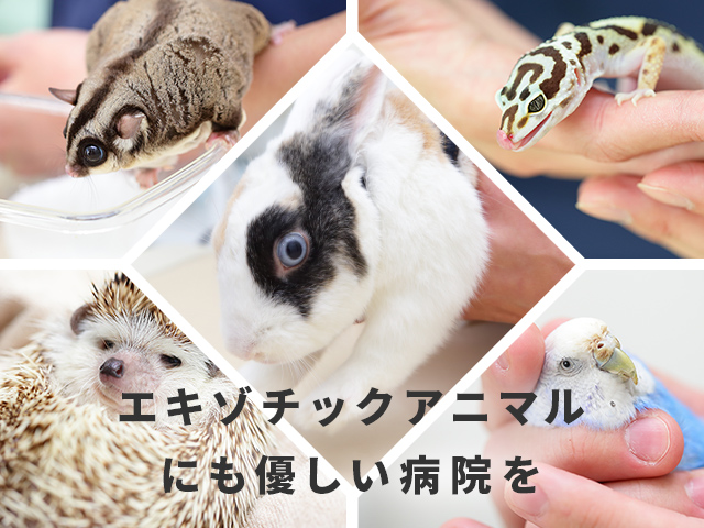 アリーズ動物病院 渋谷区笹塚 幡ヶ谷 初台 代々木上原 世田谷 杉並 中野 新宿